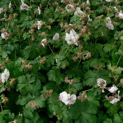 Geranium x cantabrigiense Biokovo