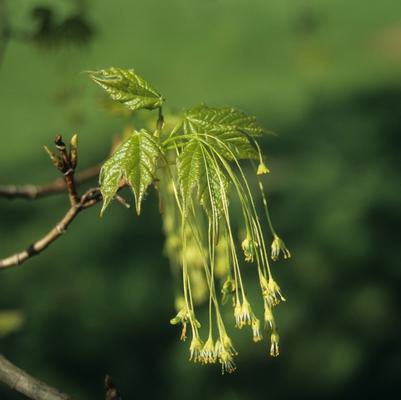 Acer saccharum Green Mountain