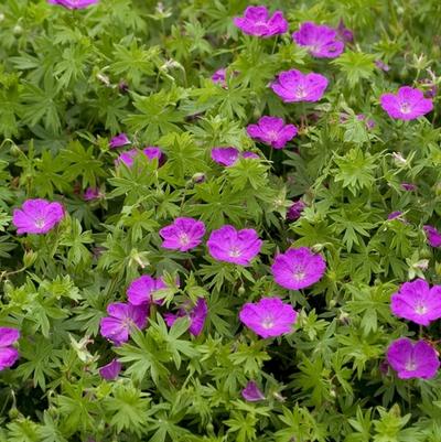 Geranium sanguineum New Hampshire Purple