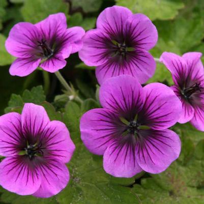 Geranium Perfect Storm