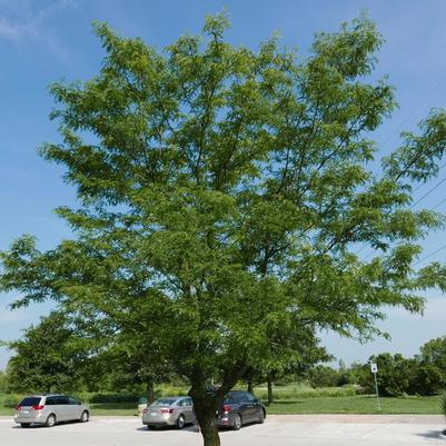 Gleditsia triacanthos var. inermis Skyline®