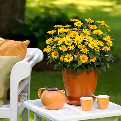 Heliopsis helianthoides Tuscan Sun