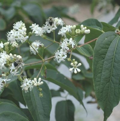 Heptacodium miconioides 