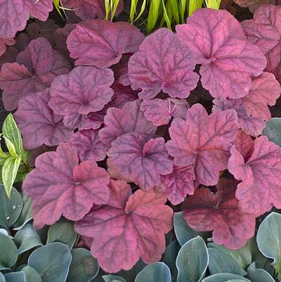 Heuchera Lava Lamp