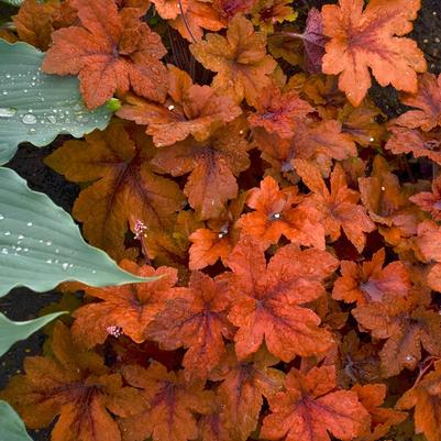 Heucherella Pumpkin Spice