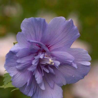 Hibiscus syriacus Blue Chiffon®