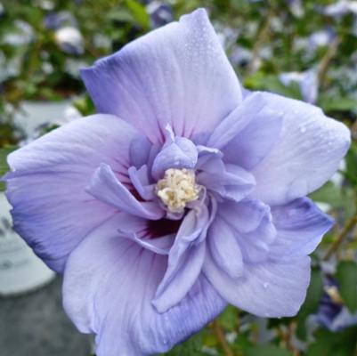 Hibiscus syriacus Blue Satin®