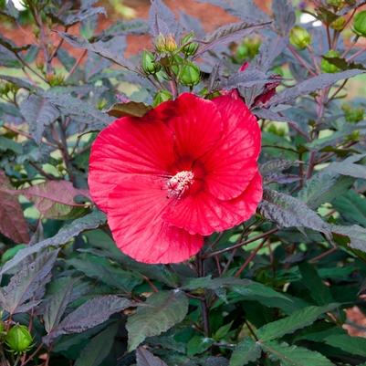 Hibiscus Midnight Marvel