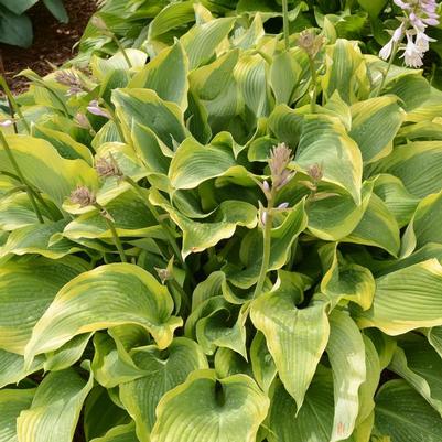 Hosta Atlantis