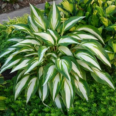 Hosta Cool as a Cucumber