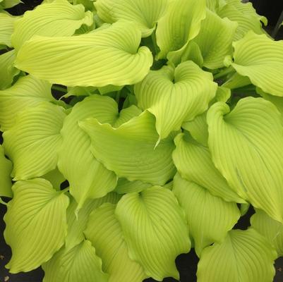 Hosta Dancing Queen