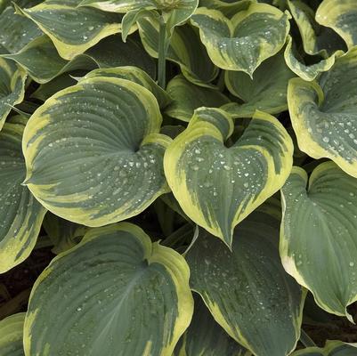 Hosta Earth Angel