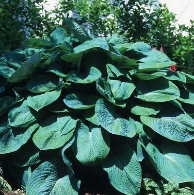 Hosta sieboldiana Elegans