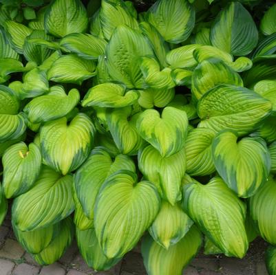 Hosta Guacamole