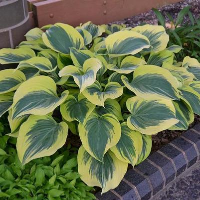 Hosta Liberty