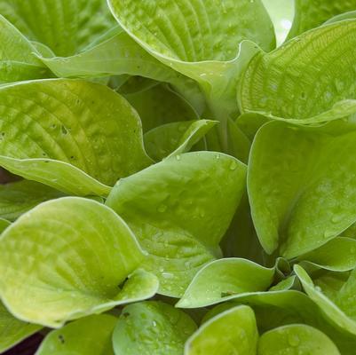 Hosta Maui Buttercups