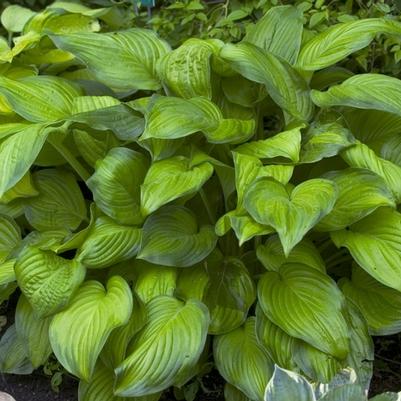 Hosta Stained Glass