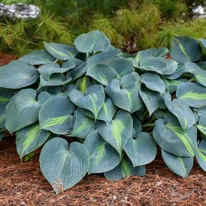 Hosta Touch of Class