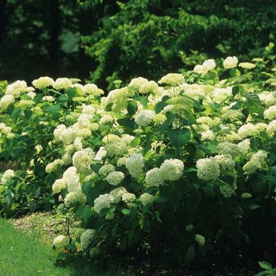 Hydrangea arborescens Annabelle