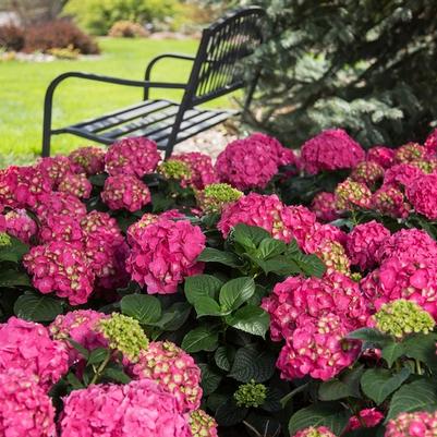 Hydrangea macrophylla Summer Crush®