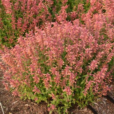 Agastache Guava Lava