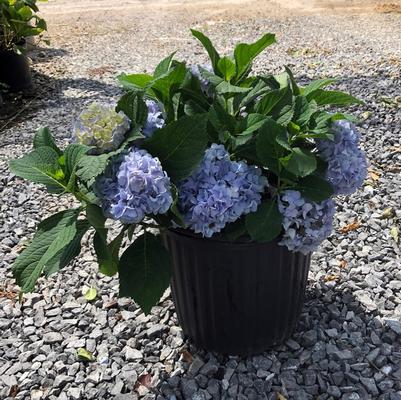 Hydrangea macrophylla Nikko Blue