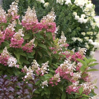 Hydrangea paniculata Pinky Winky®