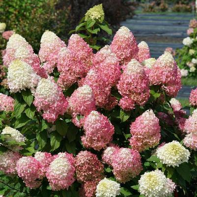 Hydrangea paniculata Quick Fire Fab®