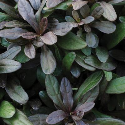 Ajuga reptans Chocolate Chip