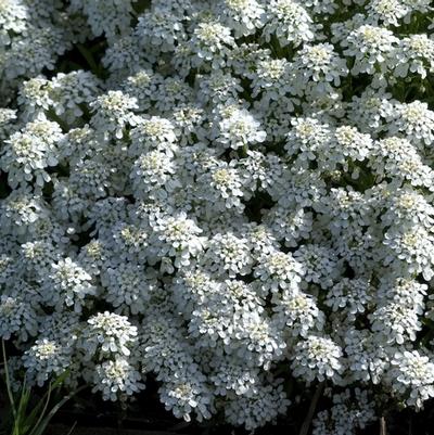 Iberis sempervirens Alexanders White