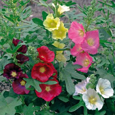 Alcea ficifolia Las Vegas