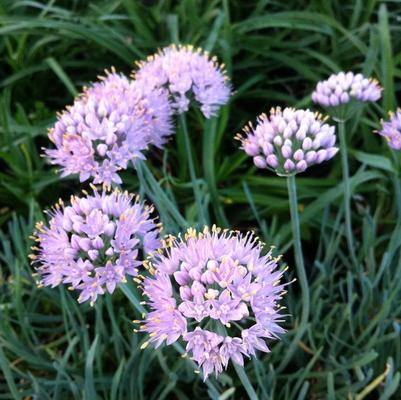 Allium senesens Blue Eddy