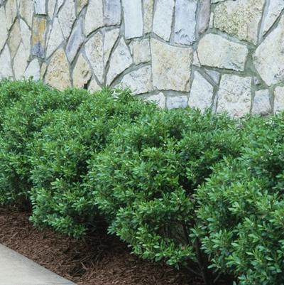 Ilex crenata Soft Touch