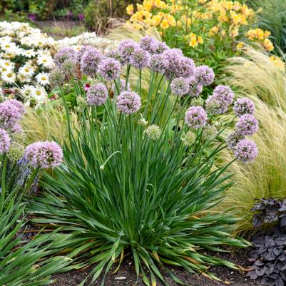 Allium Bubble Bath