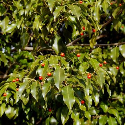 Ilex pedunculosa 