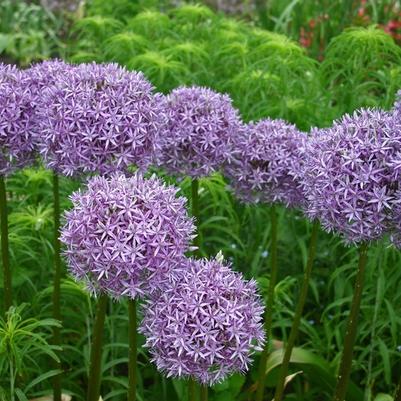 Allium Globemaster