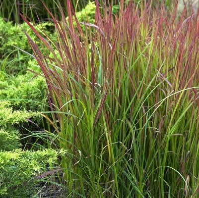 Imperata cylindrica Red Baron