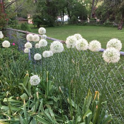 Allium Mount Everest