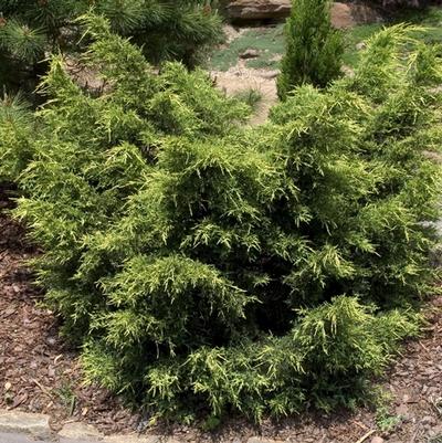 Juniperus chinensis Gold Star