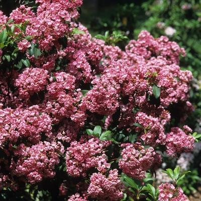 Kalmia latifolia 