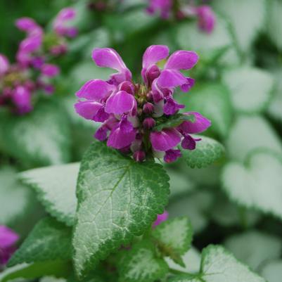 Lamium maculatum Purple Dragon