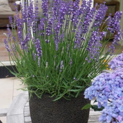 Lavandula angustifolia Big Time Blue