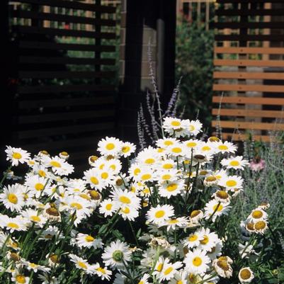 Leucanthemum x superbum Becky