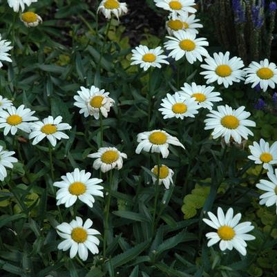 Leucanthemum x superbum Snowcap