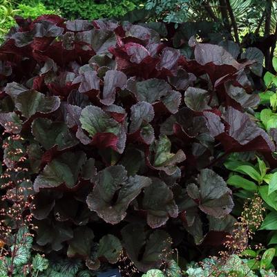 Ligularia dentata Britt Marie Crawford