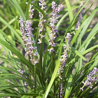 Liriope muscari Big Blue