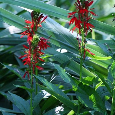 Lobelia cardinalis 