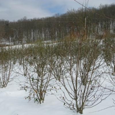 Magnolia virginiana 