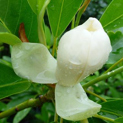 Magnolia virginiana Moonglow®