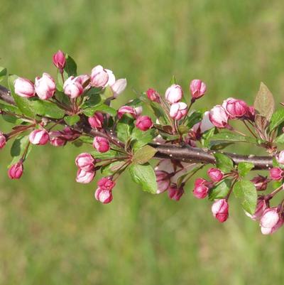 Malus sargentii Candymint